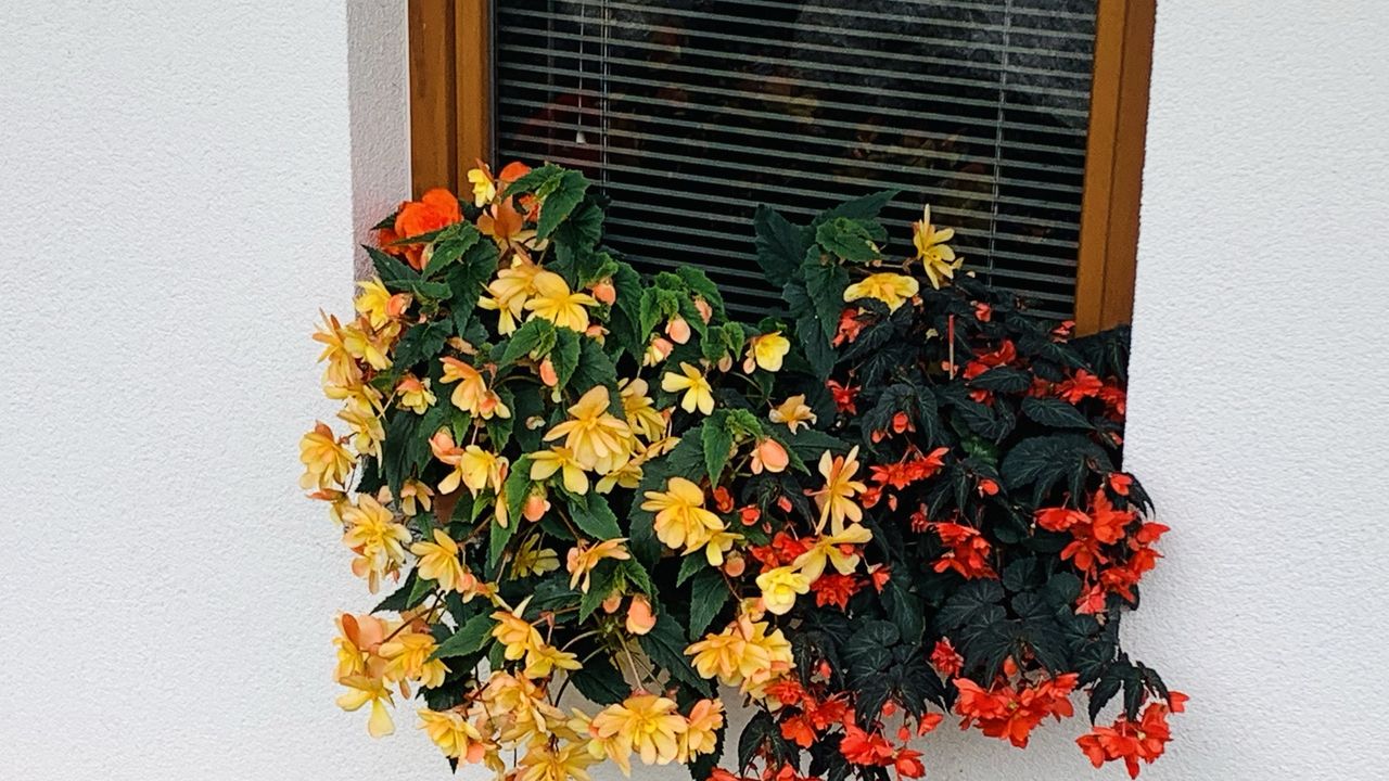 Sommerblumen auf der Erlenbruck Sommerblumen auf der Erlenbruck
